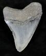 Serrated Megalodon Tooth - Venice, Florida #21230-2
